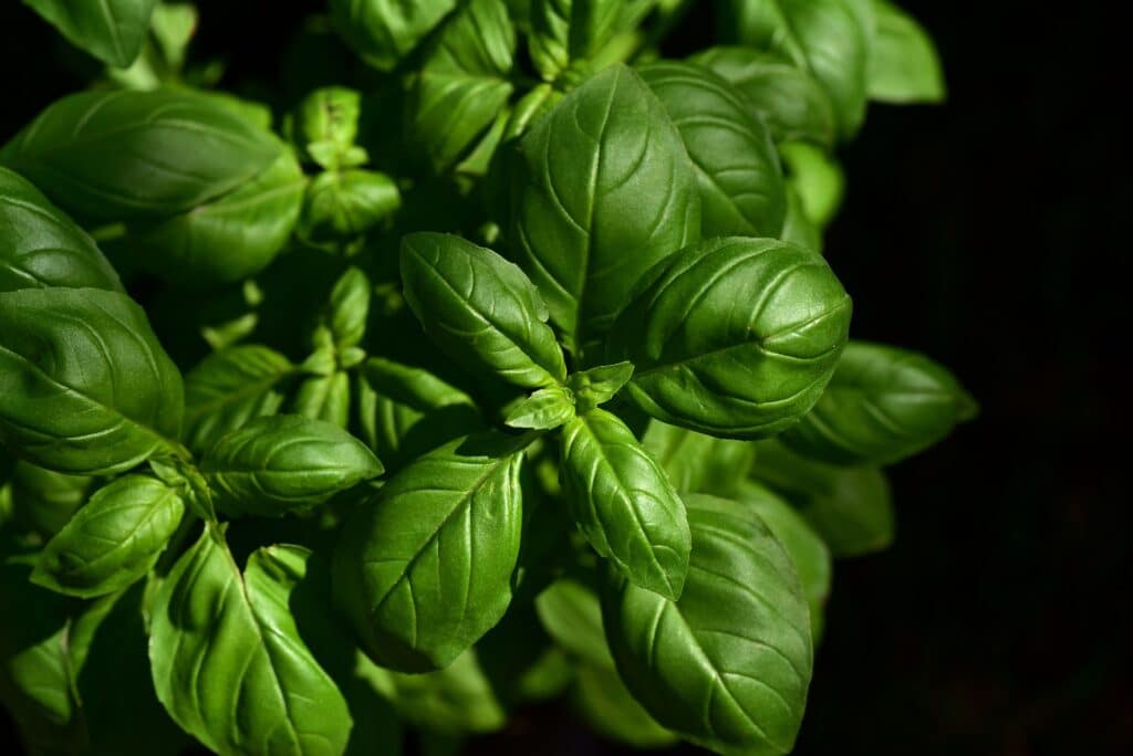 basil gd2c804073 1920