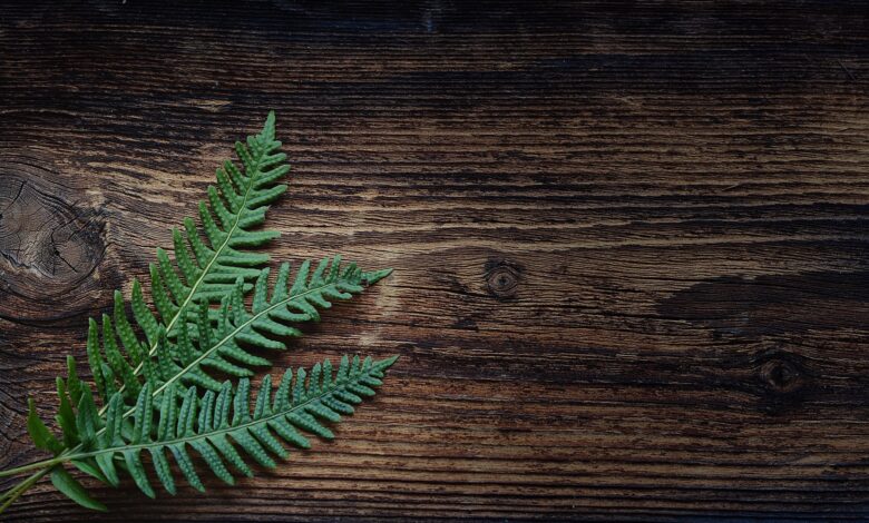 fern g07ad8691e 1920
