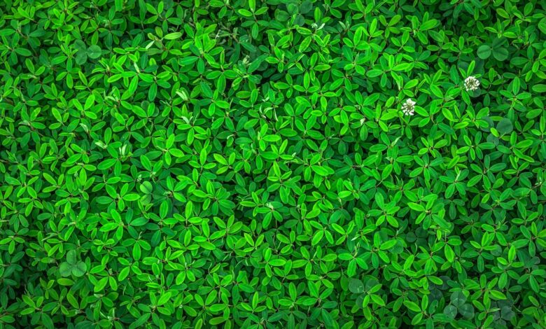 leaves g9dc1db9ea 1920