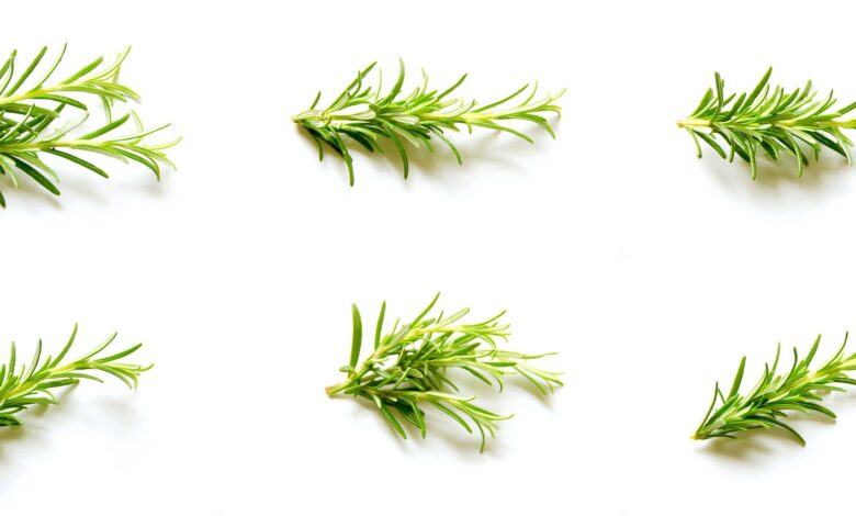 rosemary g92d86b04a 1920