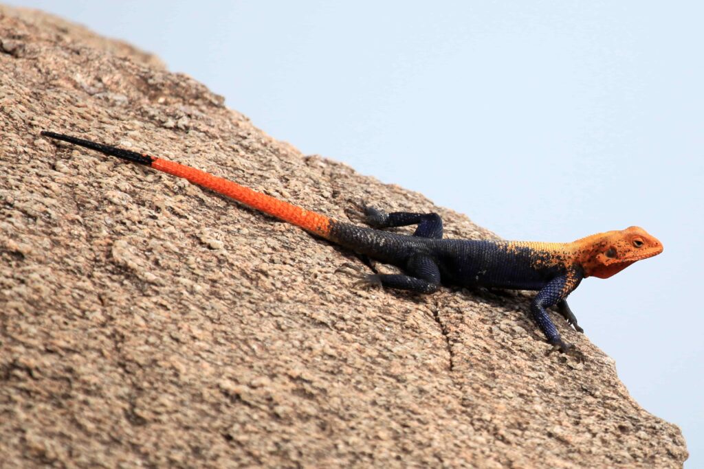 red headed agama lizard uganda africa 2021 08 26 18 14 45 utc min