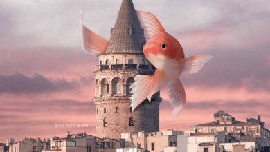 Galata kulesi ve balık